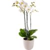 Anggrek bulan, White phalaenopsis orchid
