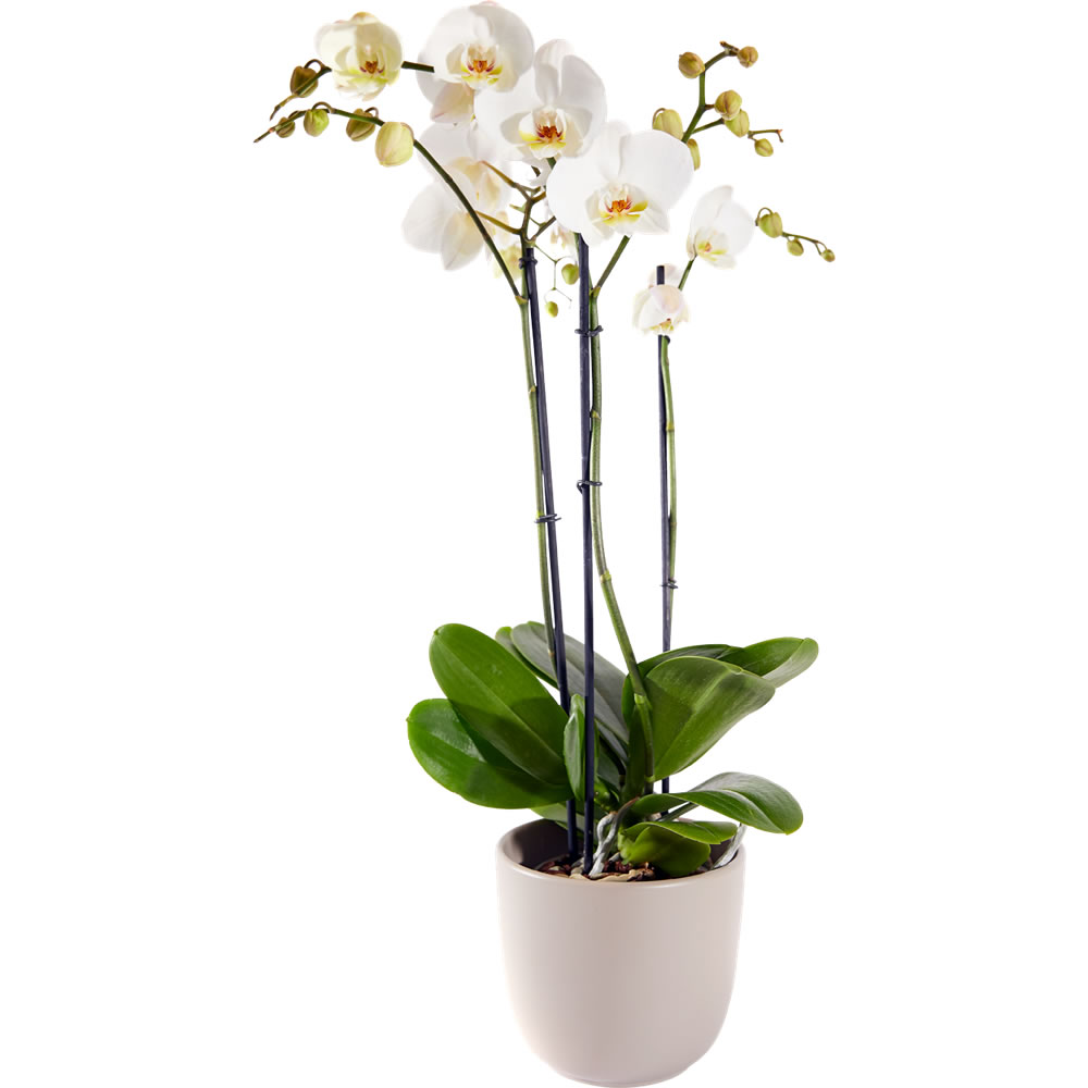 kleuring Hong Kong Gevoel van schuld Witte Phalaenopsis orchidee,delivery in The Hague and surroundings - Alpina