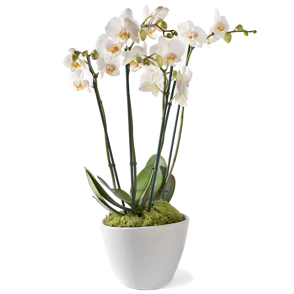 Aanpassing periscoop efficiëntie Witte Phalaenopsis orchidee,delivery in The Hague and surroundings - Alpina