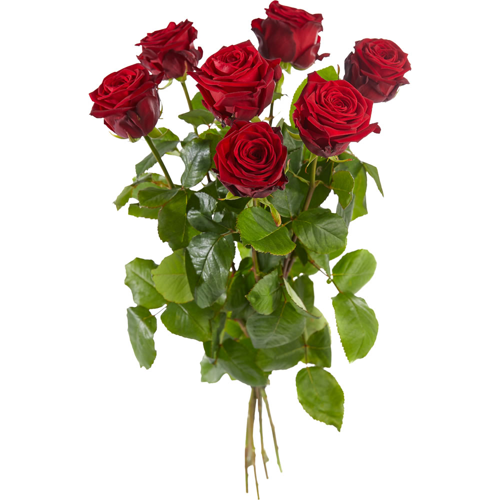 eerlijk nood beginsel Lange rode rozen bestellen en bezorgen in Den Haag - Alpina Bloemist