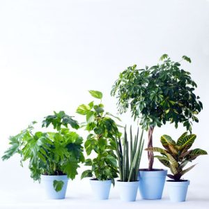 Groene plant in bijpassende pot