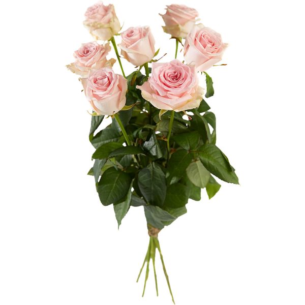 Bouquet of long stemmed pink roses