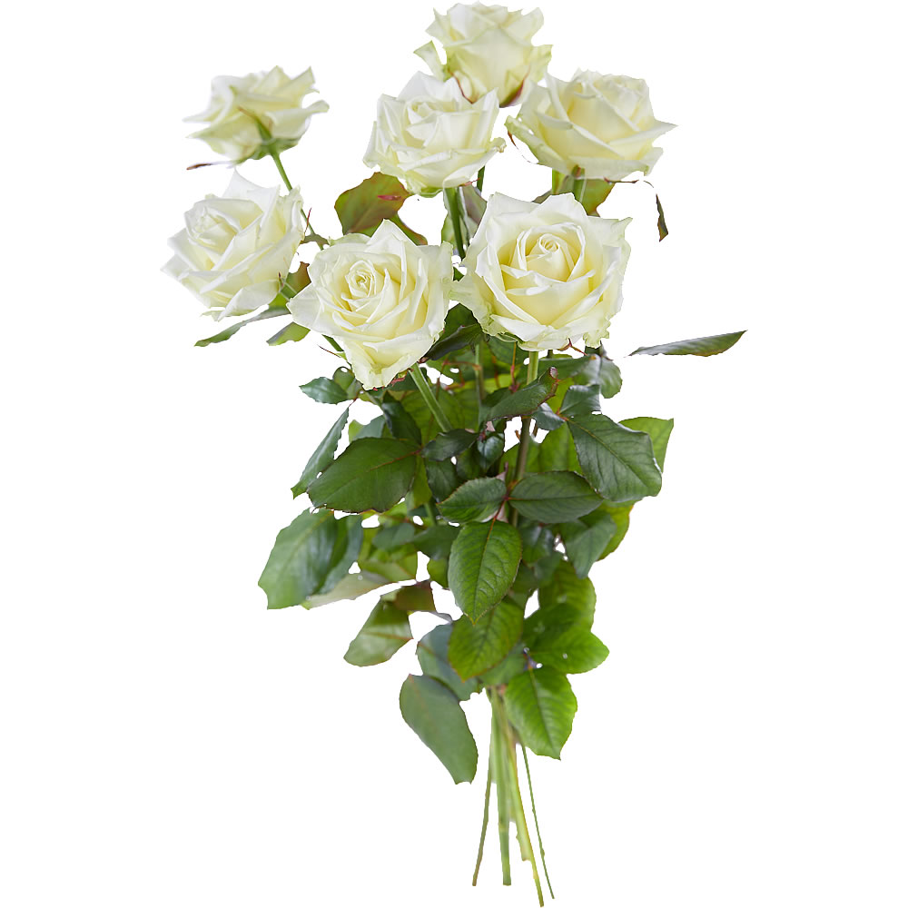 bar Bachelor opleiding botsing Lange witte rozen - Alpina Bloemist in Den Haag