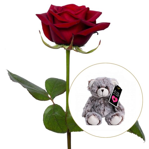 Red rose with a hug and a teddy bear