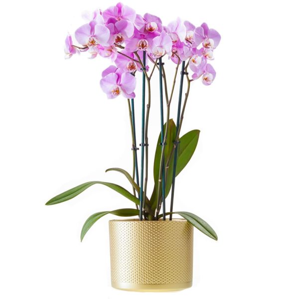 Purple phalaenopsis orchid, Anggrek bulan